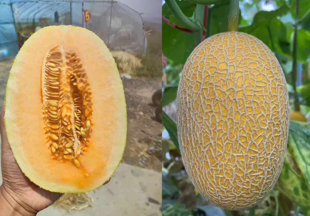 40001百老汇·(电子游戏)集团公司