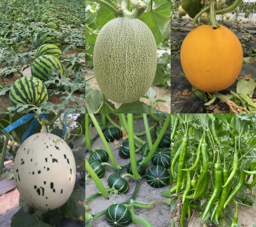 40001百老汇·(电子游戏)集团公司