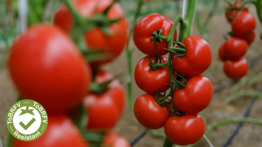 40001百老汇·(电子游戏)集团公司